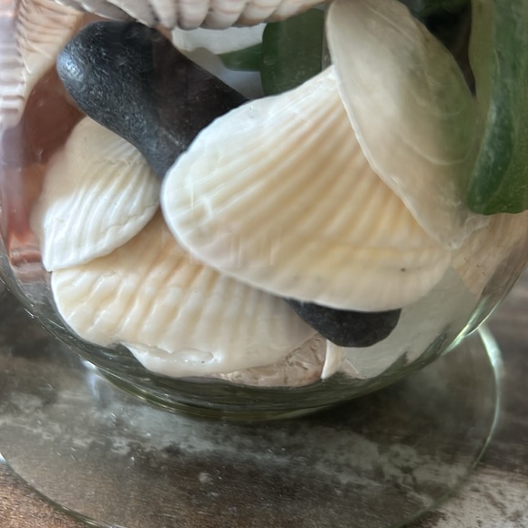 Assorted shells from Florida, Rhode Island, and Cape Cod beaches - Picture 4 of 4